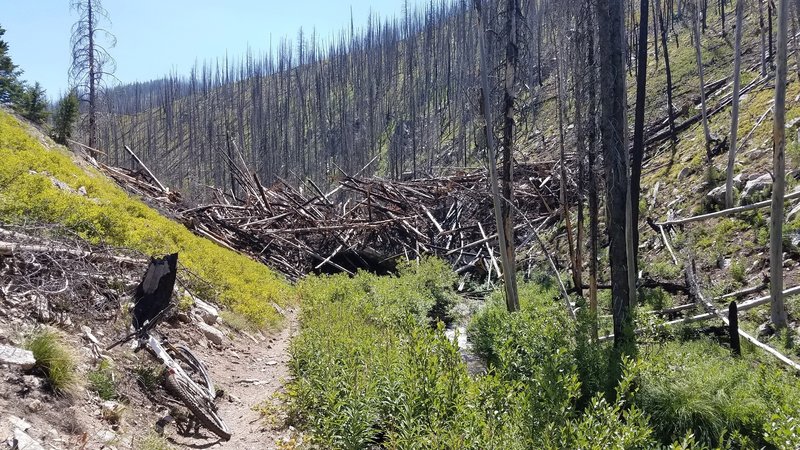 Avalanche blowout covers the trail completely, approximately 5.5 miles from the trailhead. Go around up the left side of picture.