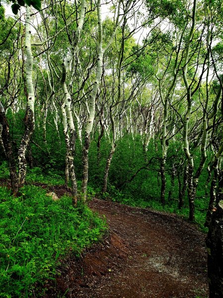 Jappow trees midway up Ute Trail climb