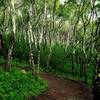 Jappow trees midway up Ute Trail climb