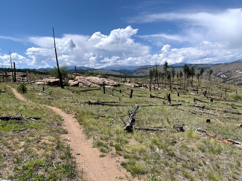 Sublime, flowy stroll through some downed forest with open views to the west.