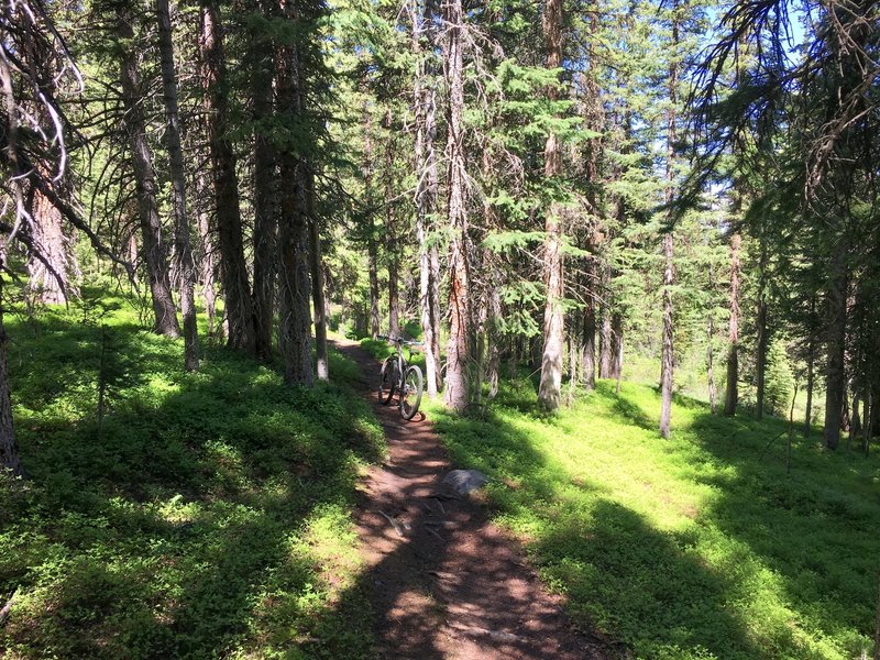 Forested singletrack at 11,000 feet.