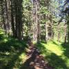 Forested singletrack at 11,000 feet.