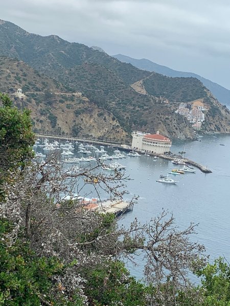 Overlooking Avalon harbor.