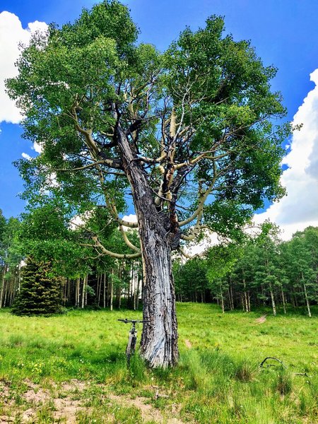 Ancient Aspen