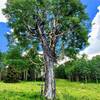 Ancient Aspen