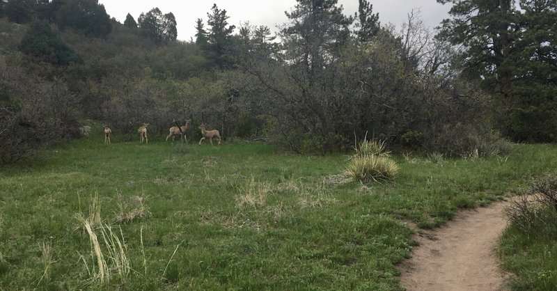Plenty of curious wildlife nearby Dawson's Butte.