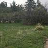 Plenty of curious wildlife nearby Dawson's Butte.