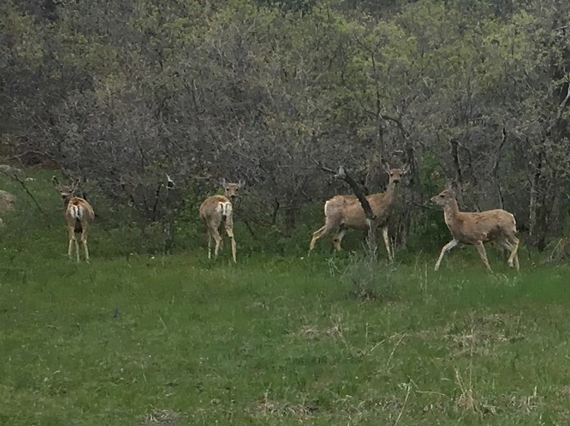 A group of deer just next to the trail.