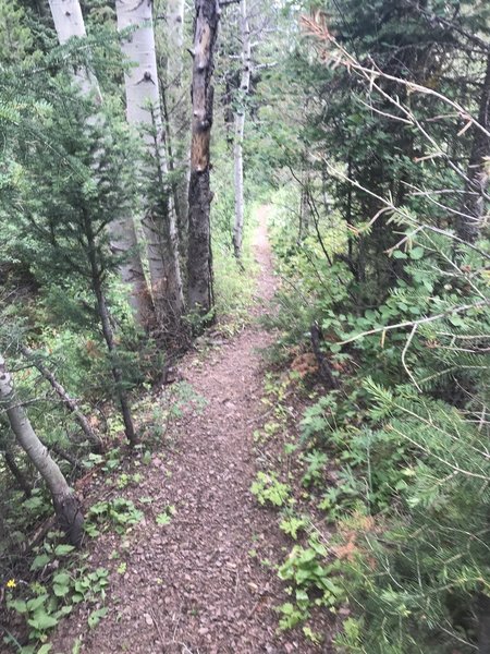 Typical section of the single trail on the descent.