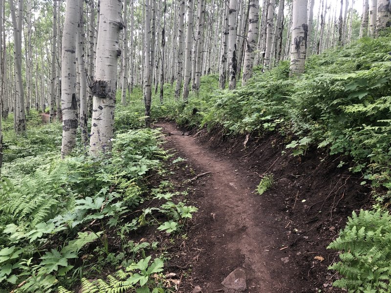 Beautiful and fun singletracks through aspens.