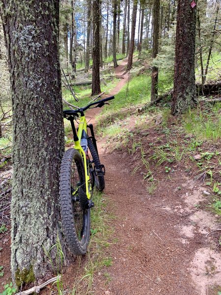 Coyote Trail singletrack...super well-maintained and thought out!