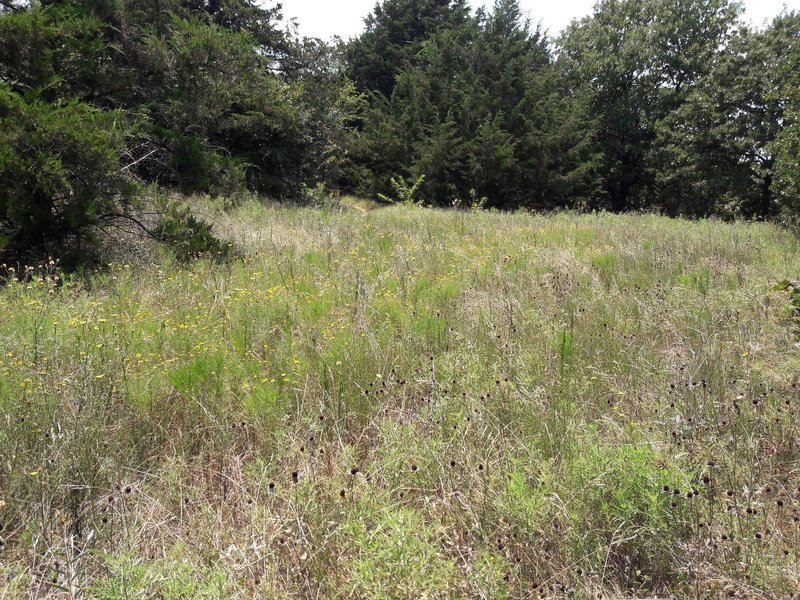 The Yellow Loop crosses patches of prairie.