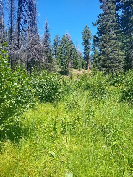 Consider other trails at Banner Ridge Trailhead; "Banner Ridge Trail" itself is overgrown as of July 28, 2019. We pushed our bikes through high brush and reached the base of this hill after ~10mins. The trail and markers end at the hill. Turned back.