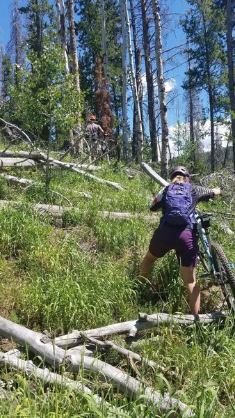 One of many downed timber crossings on the Overlook Trail (#1190).