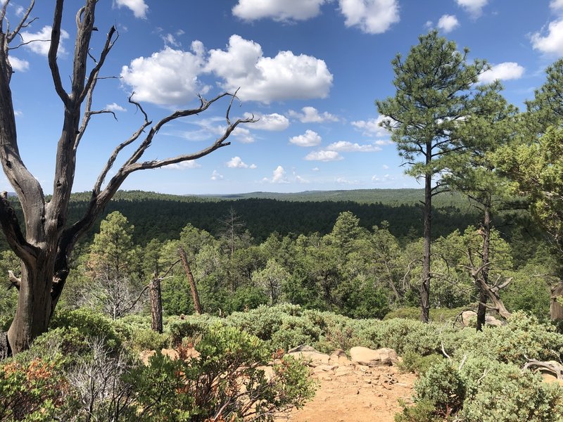 Highest point (I think) on this trail.