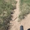 Bull snake in the middle of trail.