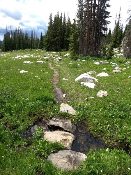 Numerous small stream crossings in great meadows.