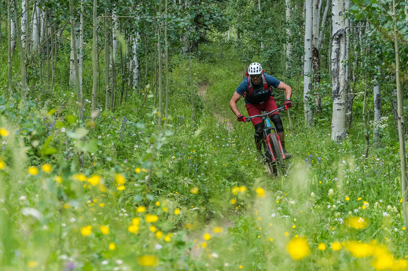 Summertime on the Jedi Woods section of Doctor Park is just as good as the fall!