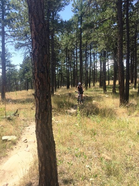 Downhill to the fork with Wapiti Trail