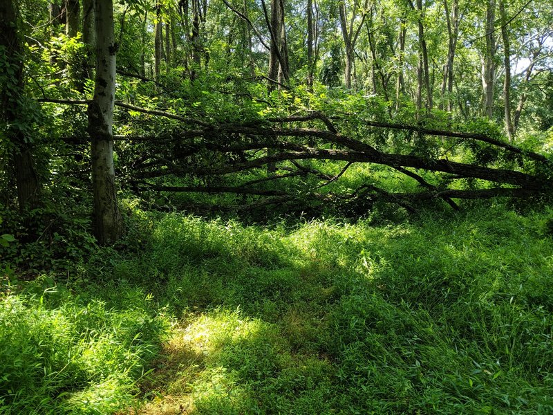 Downws tree not far from entrance. There is a way around to the left of the photo.