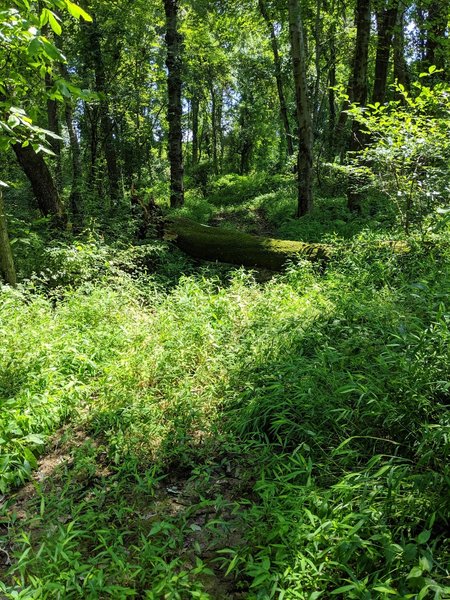 Large down tree across the trail. Ironically, one of the trail markers