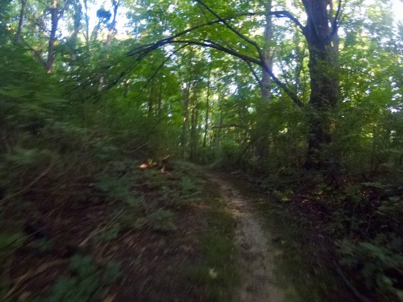 Nice singletrack