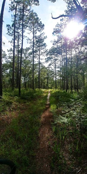 This details the type of terrain throughout Bear Lake Loop. Plenty of shade is offered. Some incline and downhill, but mostly flat. Bathrooms are available at the campground.