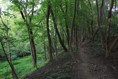 Clear shot of the old golf course fairway green (left) with the new growth of woods reclaiming its space and preventing invasive undergrowth (right).