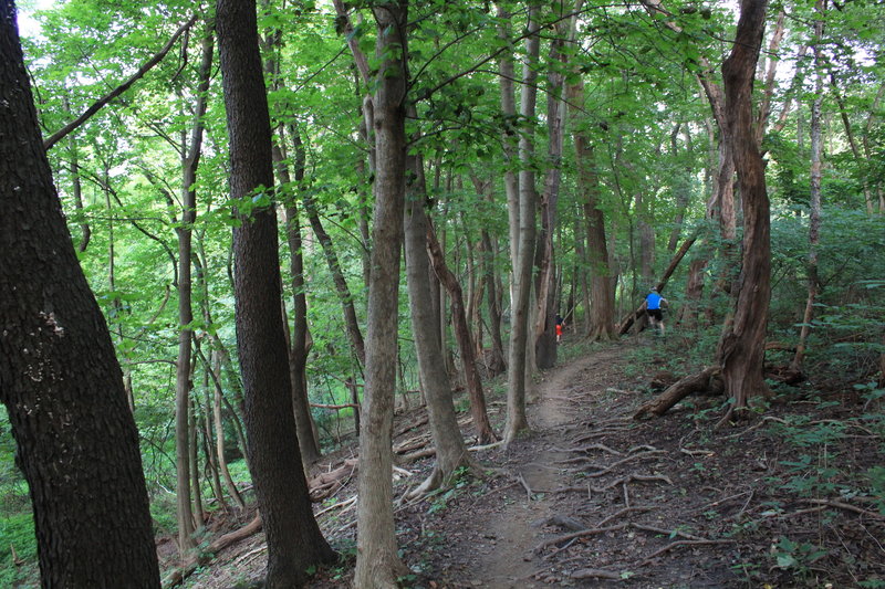 Singletrack zig zags between the trees on an off-camber, rooty section next to the fairway. Can be slick at times.