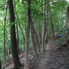 Singletrack zig zags between the trees on an off-camber, rooty section next to the fairway. Can be slick at times.