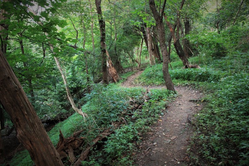 Twisty singletrack next to edge of hillside requires regular foliage maintenance.