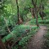 Twisty singletrack next to edge of hillside requires regular foliage maintenance.