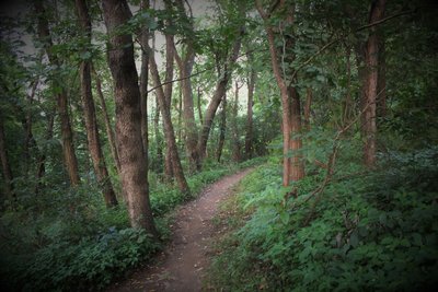 Tree tunnel and possible boundary of the former golf course pond ridgeline.