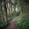 Tree tunnel and possible boundary of the former golf course pond ridgeline.