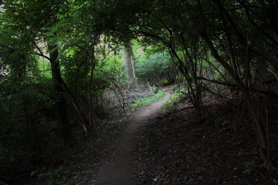 Photo contrast of ground cover where tree canopy prevents light from getting through. Opening in canopy facilitates germination of invasive plant growth.