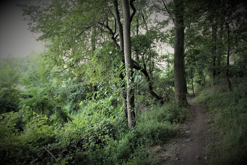 Eventually the singletrack exits the tree tunnel and proceeds towards a reclaiming meadow. Hillside is not as steep and the sight lines tend to be best from fall-spring.