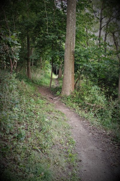 Looking towards the tree tunnel a bit further into the meadow. The trail zig zags along a contour line flanked with established trees mostly 10-12 inches in diameter.