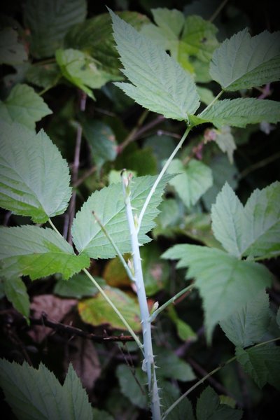 Black raspberry (Rubus Occidentalis) bushes have thorns and bluish-white stems which are red if scratched.  Not Poison Ivy, although leaf shapes are somewhat similar.  It should be noted that City of Pgh uses TorDon for seasonal herbicide = not food-safe.