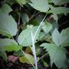 Black raspberry (Rubus Occidentalis) bushes have thorns and bluish-white stems which are red if scratched.  Not Poison Ivy, although leaf shapes are somewhat similar.  It should be noted that City of Pgh uses TorDon for seasonal herbicide = not food-safe.