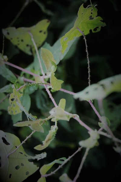 Mile-a-minute weed (Persicaria perfoliata) is a vigorous, barbed vine that smothers other herbaceous plants, shrubs and even trees by growing over them.