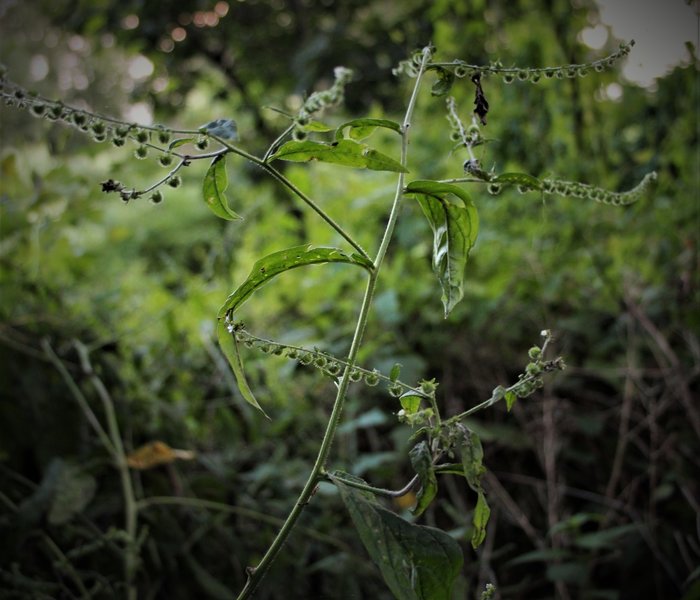 Virginia Stickseed (Hackelia virginiana), has minute spikes on its seed coat that adhere like velcro to most any fabric (or fur) at the slightest touch.  Can cause itching.