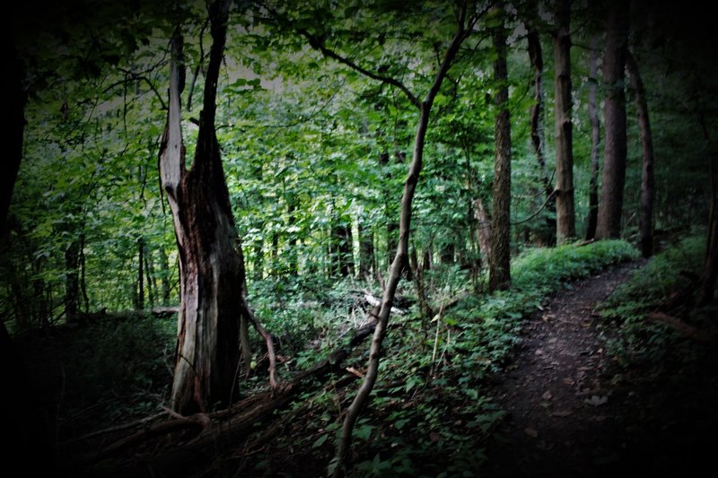 This Bench-Horse Trough connector trail goes through the first tee on the former golf course. The Ladies' tee (Suffrage Era) is the flat spot on the left, just outside earshot of Prohibition Era "meetings" by Pittsburgh's whiskey smugglers on the right.