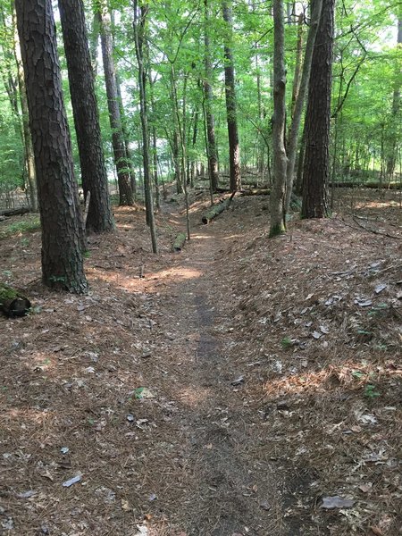 Pretty typical trail view. What's missing are the tree roots.