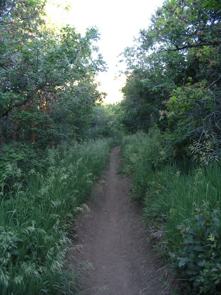 Ascending from the North Ogden Divide TH.