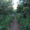 Ascending from the North Ogden Divide TH.