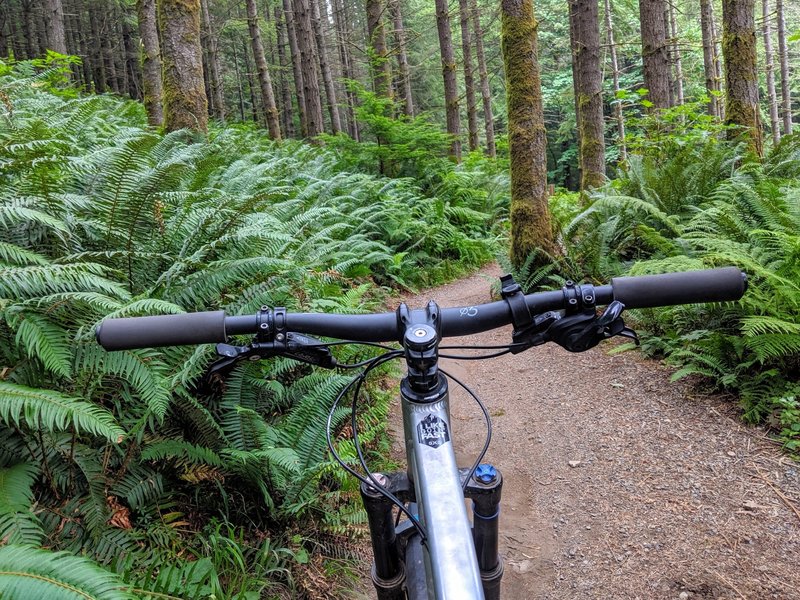 Near the beginning of the climb on the connector to Master Link trail. So many beautiful ferns!
