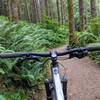 Near the beginning of the climb on the connector to Master Link trail. So many beautiful ferns!