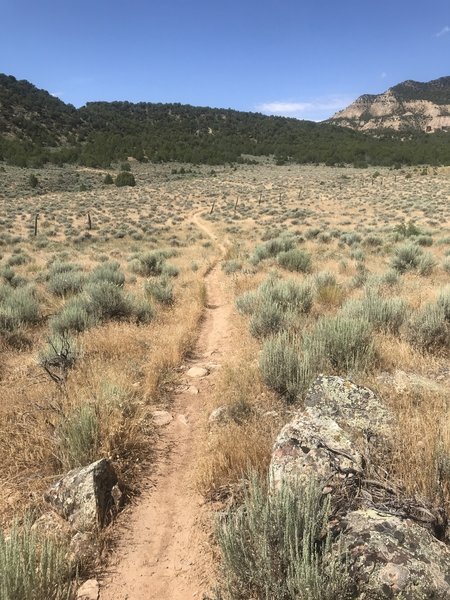 Trail crosses field then traverses hill in junipers