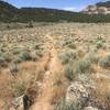 Trail crosses field then traverses hill in junipers