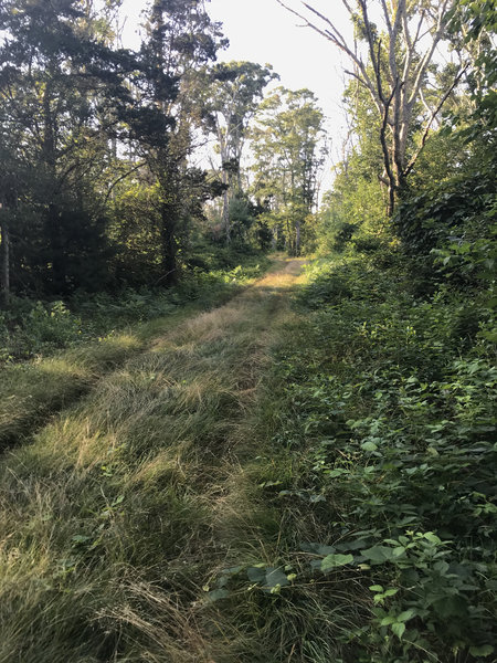 Grassy doubletrack!